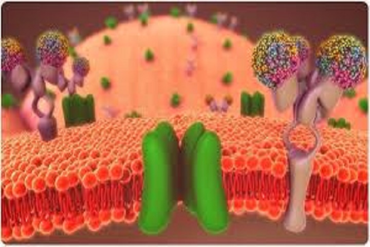 Drug passage across the cell membrane